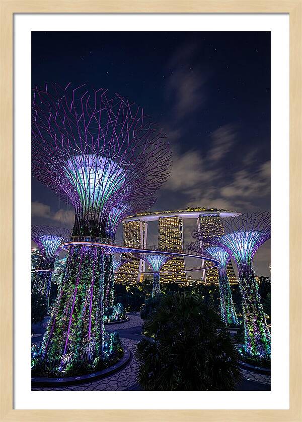 Supertree Grove Illuminations