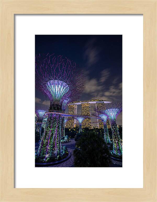 Supertree Grove Illuminations