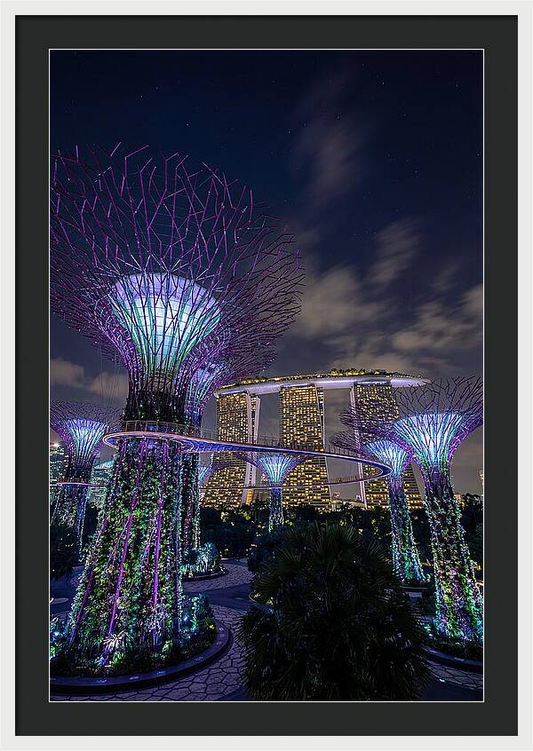 Supertree Grove Illuminations
