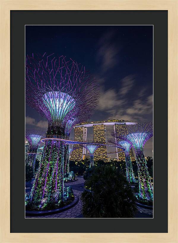 Supertree Grove Illuminations