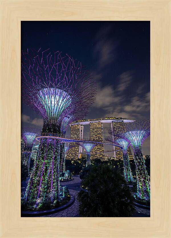 Supertree Grove Illuminations