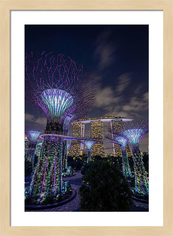 Supertree Grove Illuminations