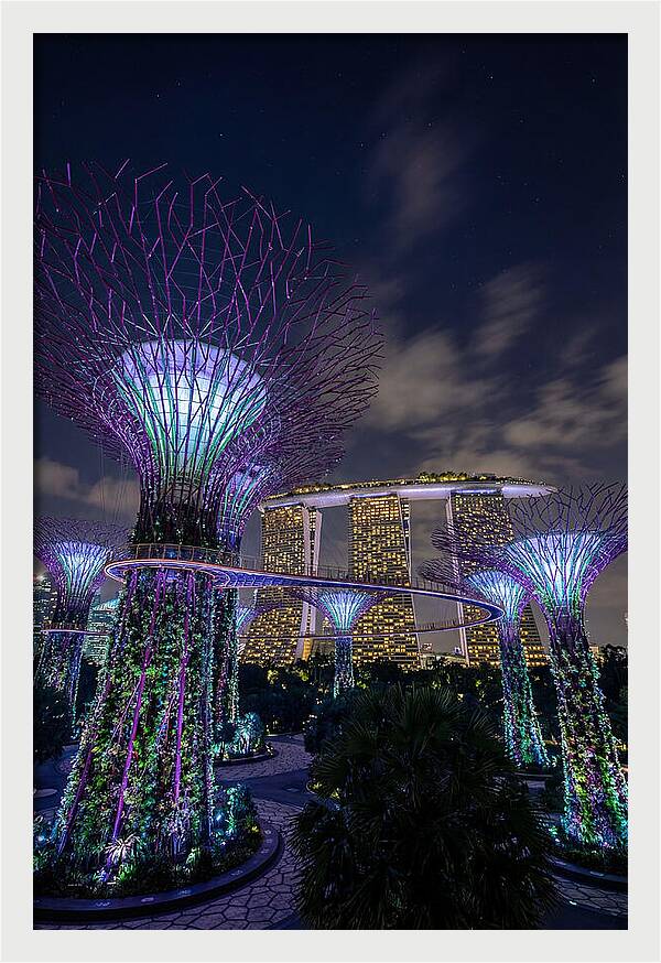 Supertree Grove Illuminations