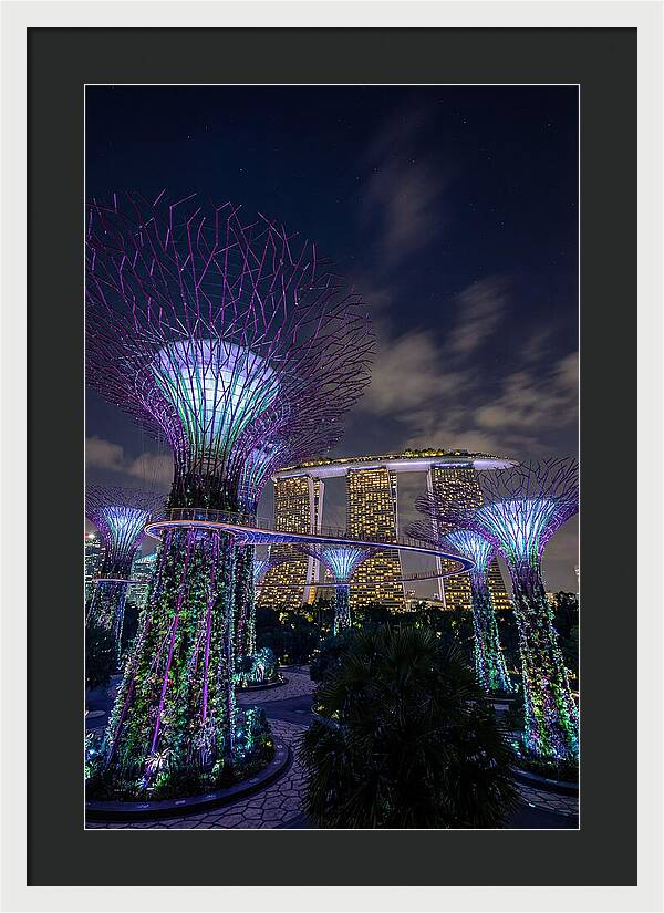 Supertree Grove Illuminations