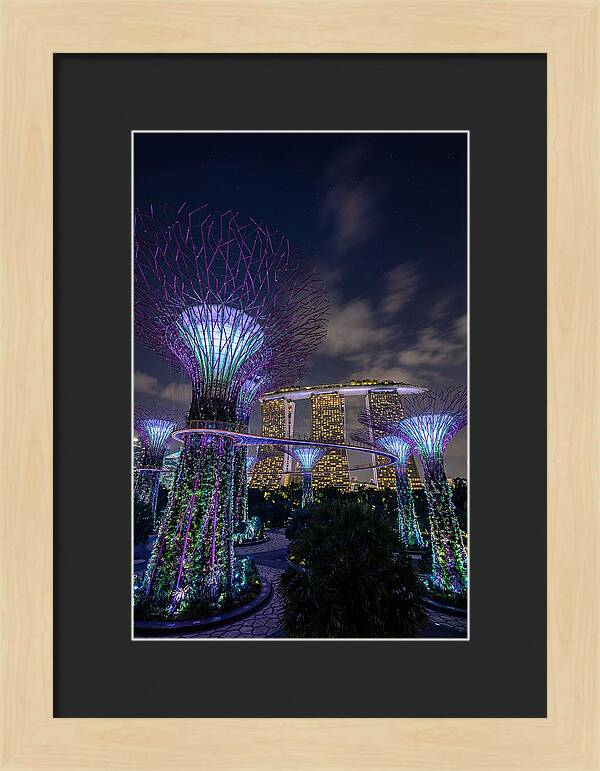 Supertree Grove Illuminations