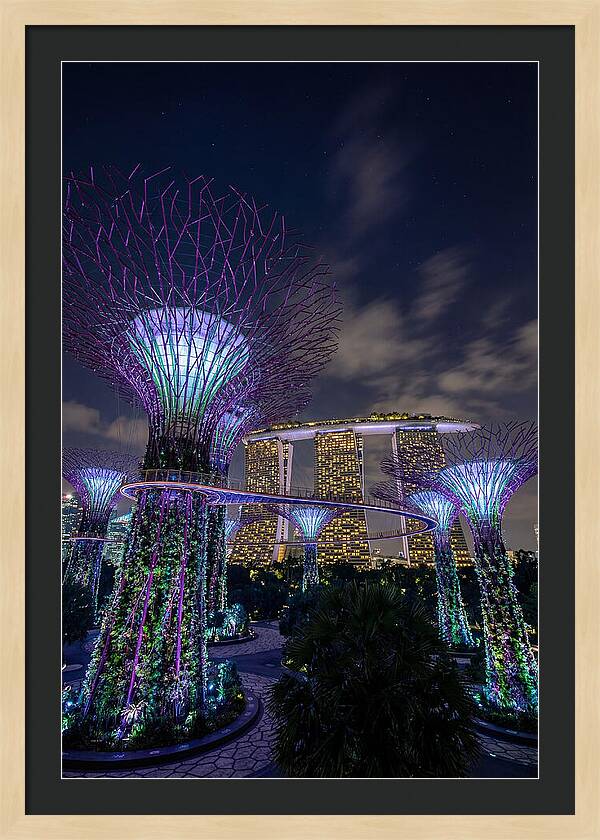 Supertree Grove Illuminations