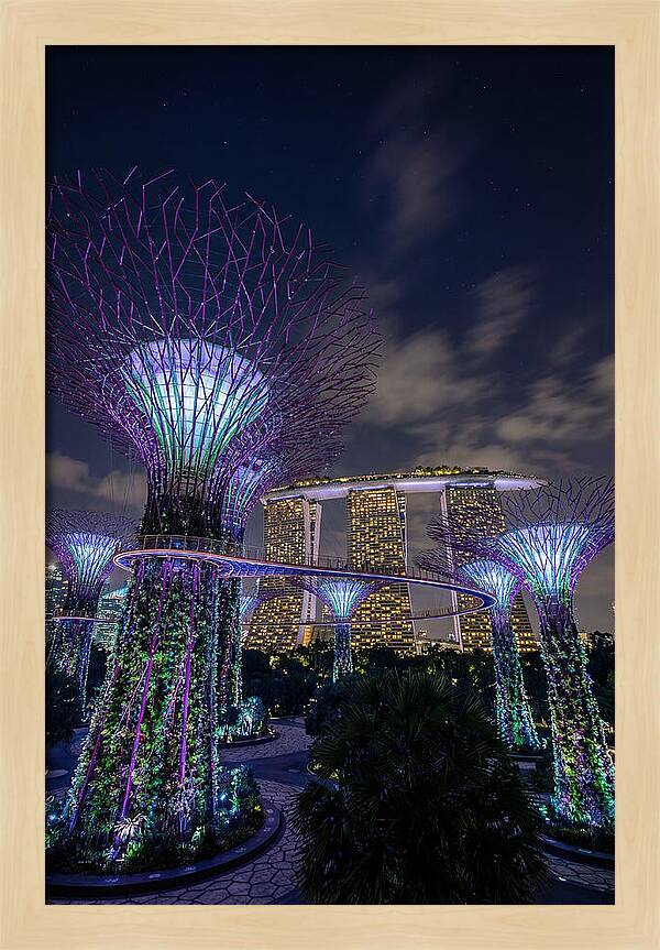 Supertree Grove Illuminations
