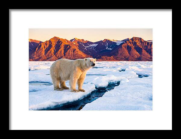 Svalbards Polar Bear Majesty