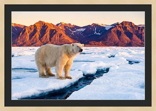 Svalbards Polar Bear Majesty