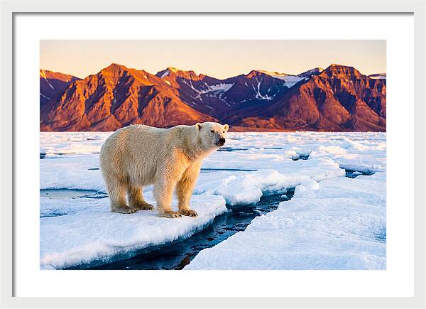 Svalbards Polar Bear Majesty