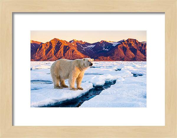 Svalbards Polar Bear Majesty