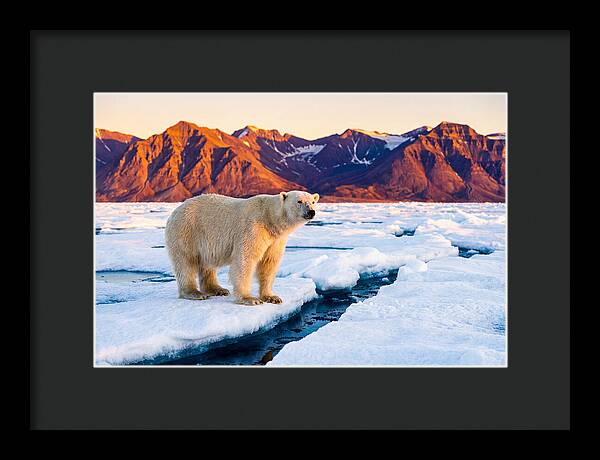 Svalbards Polar Bear Majesty