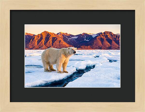 Svalbards Polar Bear Majesty