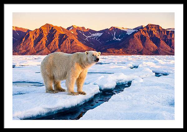 Svalbards Polar Bear Majesty