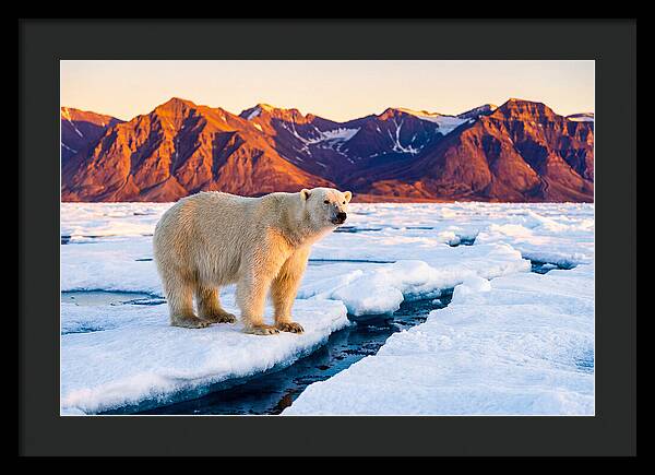Svalbards Polar Bear Majesty