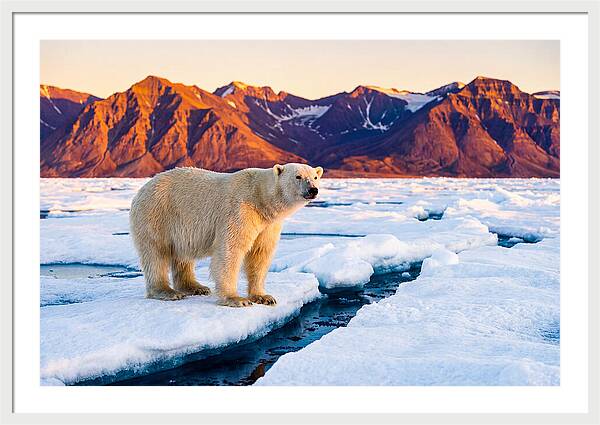 Svalbards Polar Bear Majesty
