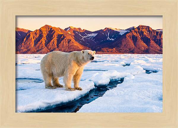 Svalbards Polar Bear Majesty