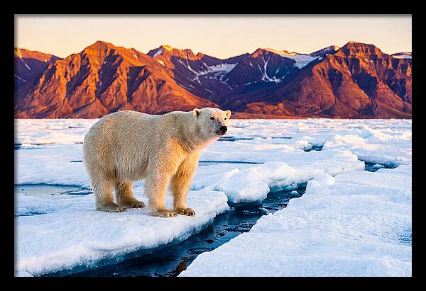 Svalbards Polar Bear Majesty