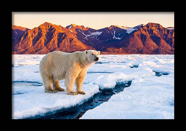 Svalbards Polar Bear Majesty