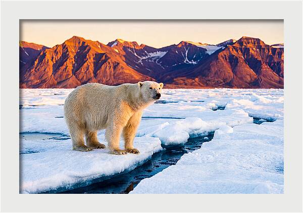 Svalbards Polar Bear Majesty