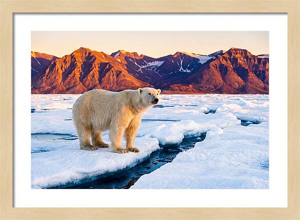 Svalbards Polar Bear Majesty