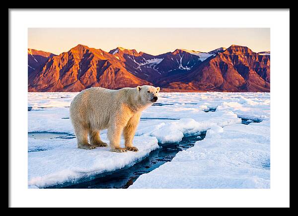 Svalbards Polar Bear Majesty