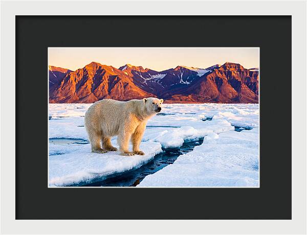 Svalbards Polar Bear Majesty