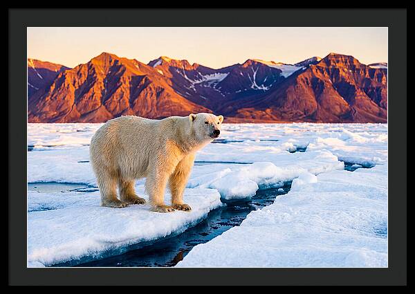 Svalbards Polar Bear Majesty