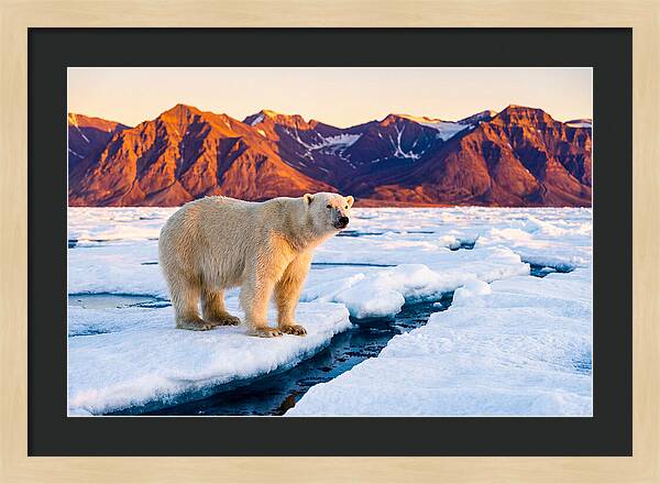Svalbards Polar Bear Majesty