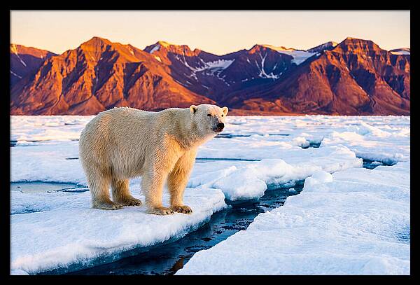 Svalbards Polar Bear Majesty