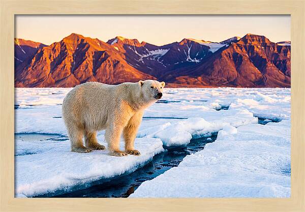 Svalbards Polar Bear Majesty