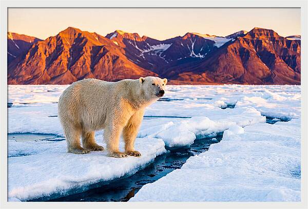 Svalbards Polar Bear Majesty