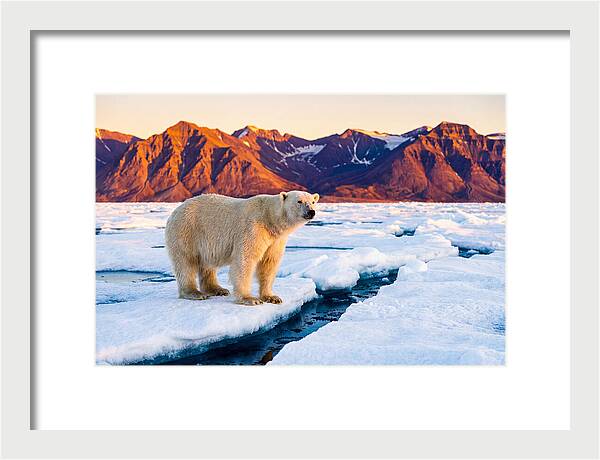 Svalbards Polar Bear Majesty