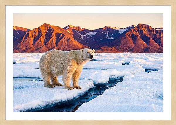 Svalbards Polar Bear Majesty