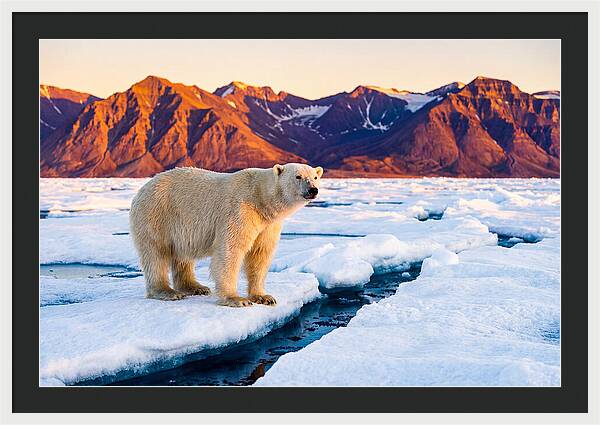 Svalbards Polar Bear Majesty