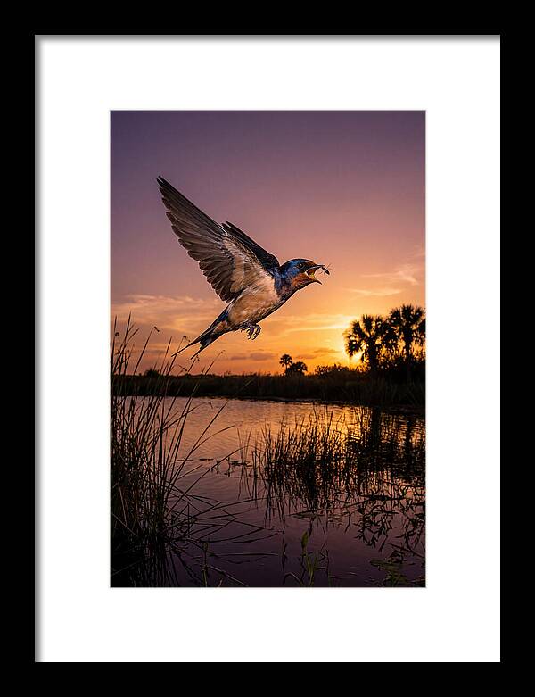 Swallow In Flight At Sunset