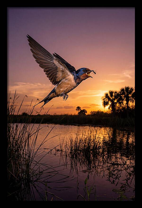 Swallow In Flight At Sunset