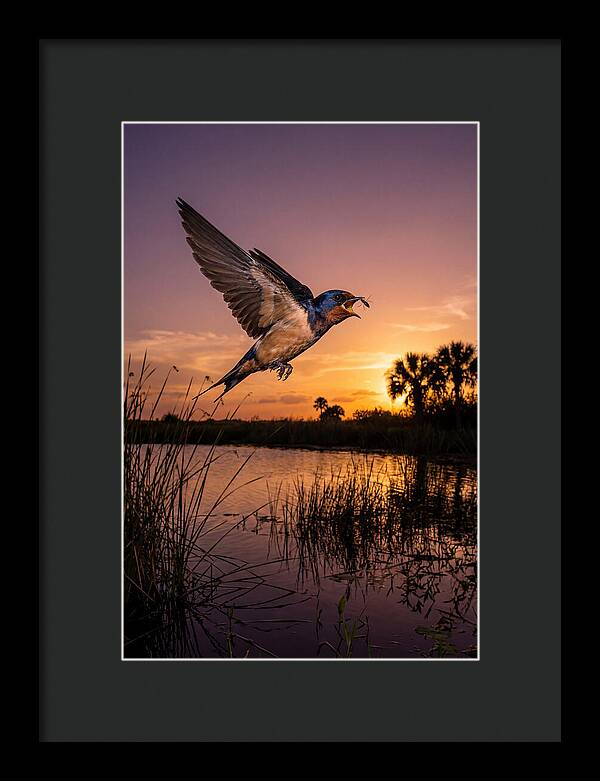 Swallow In Flight At Sunset