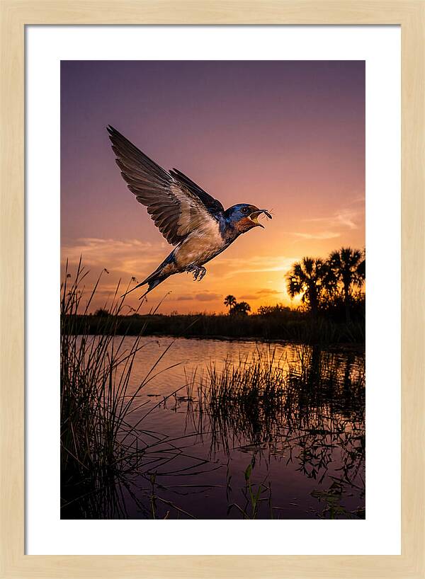 Swallow In Flight At Sunset