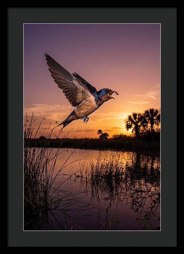 Swallow In Flight At Sunset