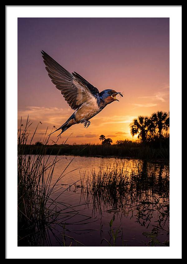 Swallow Art