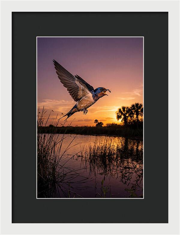 Swallow In Flight At Sunset