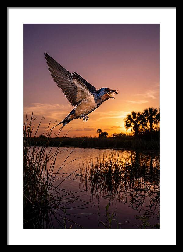 Swallow In Flight At Sunset
