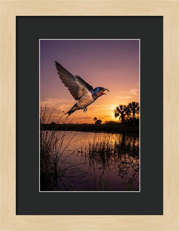 Swallow In Flight At Sunset
