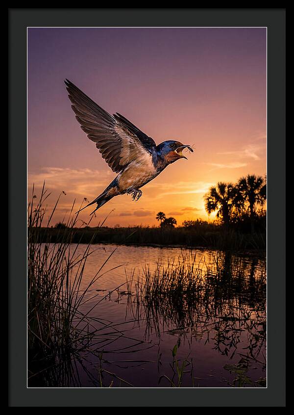 Swallow In Flight At Sunset