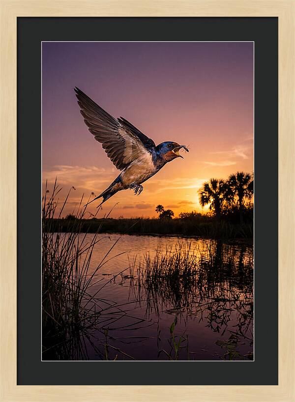 Swallow In Flight At Sunset