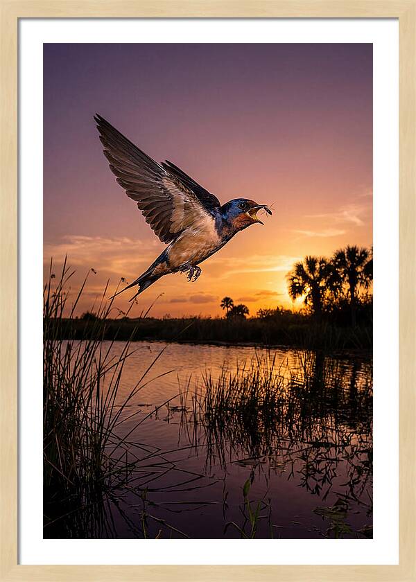 Swallow In Flight At Sunset