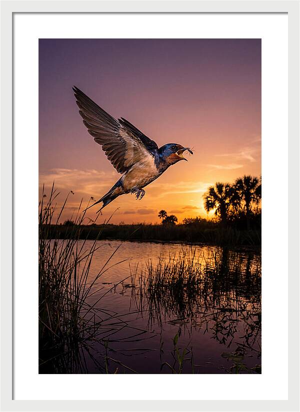Swallow In Flight At Sunset