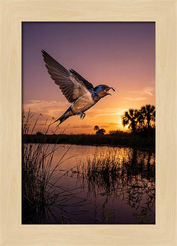 Swallow In Flight At Sunset