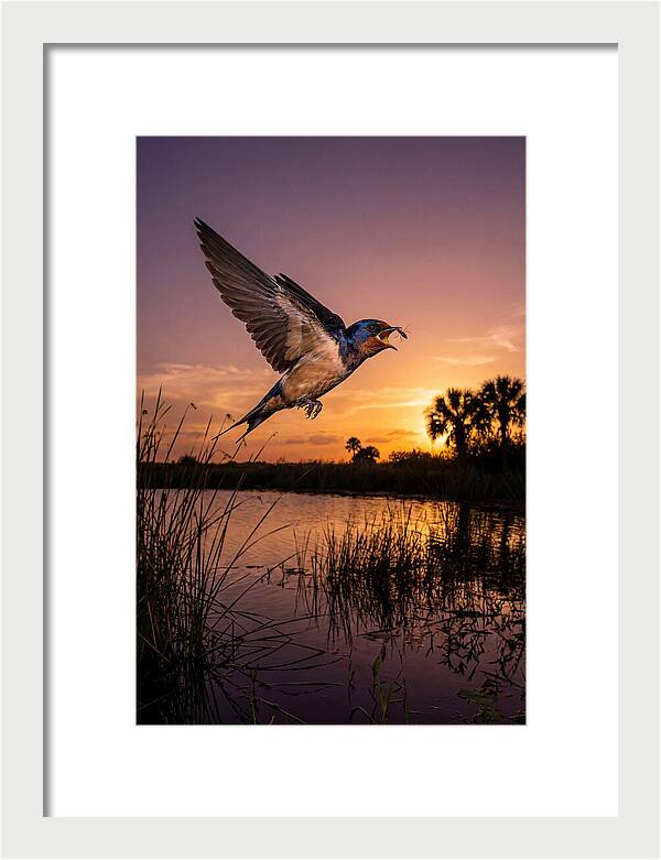 Swallow In Flight At Sunset